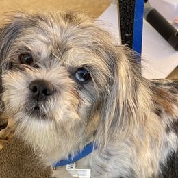 Shih Tzus and Yorkshire Terriers from Morning Glory Kennels