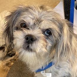Shih Tzus and Yorkshire Terriers from Morning Glory Kennels