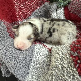 Noelle - Blue merle female Australian Shepherd puppy in Bethlehem, Connecticut from Montanna Sage LLC