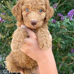 Liberty - Red female Bernedoodle puppy in Caldwell, Idaho from Treasure Valley Poodles