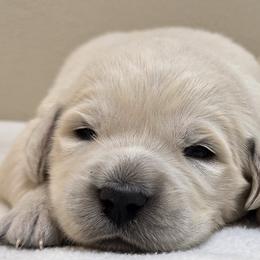 Girl 2 - Light golden female Golden Retriever puppy in Milford, Michigan from Servant Kennel