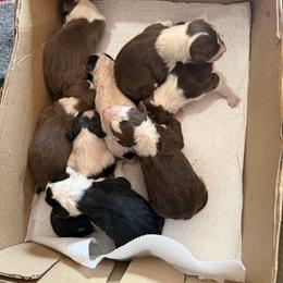 Will update - White and red male Border Collie puppy in Jackson, New Jersey from NJ Bees BC