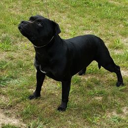 Staffordshire Bull Terrier All Grown Up from Noumenon Staffords