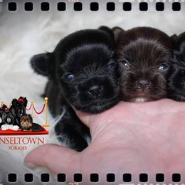 Yorkshire Terrier Puppies from Tinseltown Yorkies