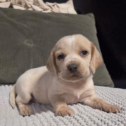 Honey - Lemon female Beagle puppy in Bunch, Oklahoma from Julie’s Jewels Puppies