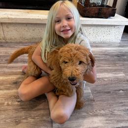 Boy 6 General litter picture, no individuals yet - Cream male Goldendoodle puppy in Austin, Texas from Central Texas Doodles