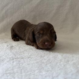 Axel - Chocolate and tan male Dachshund puppy in Clifton, Idaho from Diamondline Doberman