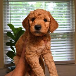 Watermelon - Apricot male Goldendoodle puppy in Batavia, Ohio from Cozy Cove Goldendoodles
