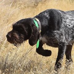 German Wirehaired Pointers from Straight to the Point Kennels