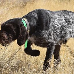 German Wirehaired Pointers from Straight to the Point Kennels