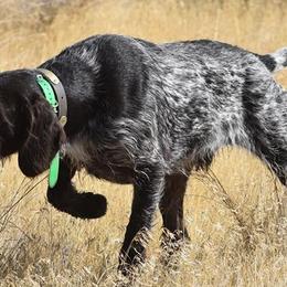 German Wirehaired Pointers from Straight to the Point Kennels