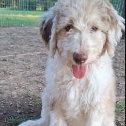 Eloise - Brown merle female Aussiedoodle puppy in Grand Saline, Texas from Aussies Acre