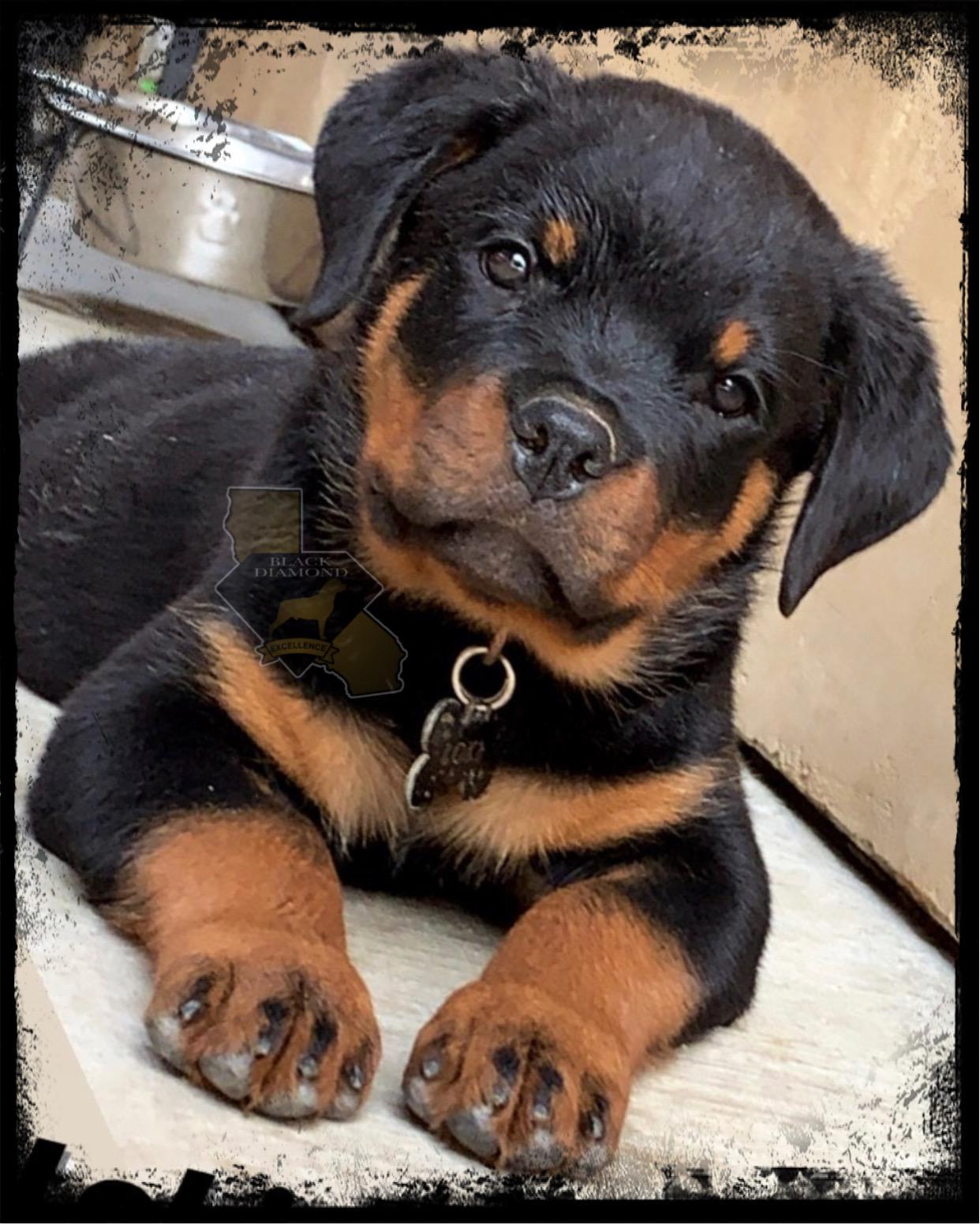 Black Diamond Excellence rottweiler kennel in California | Rottweiler ...