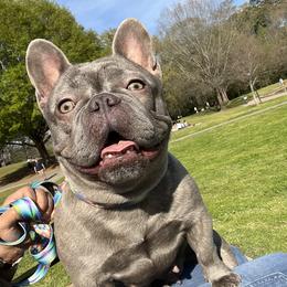 Violet - French Bulldog