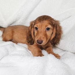 Penny - Red female Dachshund puppy in Texarkana, Texas from Lolo&CoDachshunds