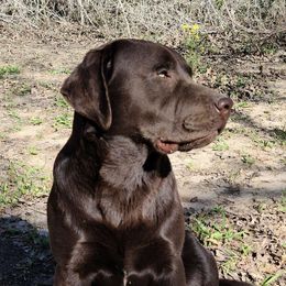 Sawyer - Labrador Retriever