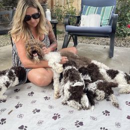 Lagotto Romagnolo Puppies from Anna’s Lagottos