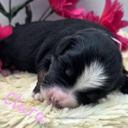 CLARA - Black female Companion Cross puppy in Viking, Minnesota from Son Shine Farm