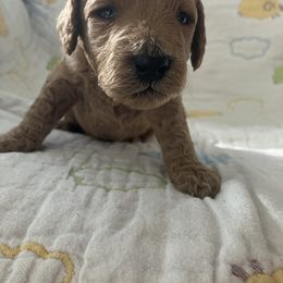 Goldendoodle Puppies from Cassie Farms