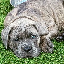 Cane Corso Puppies from Worldwide Cane Corso