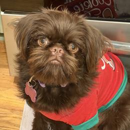 Brussels Griffon puppies from BZB French Bulldogs, Brussels Griffons & Long Haired Apple-Head  Chihuahuas