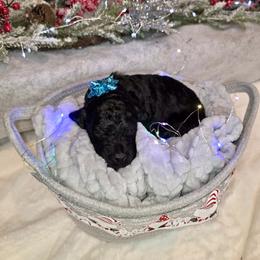 Ferrari - Black male Goldendoodle puppy in Sanderson, Florida from Serenity Goldendoodles