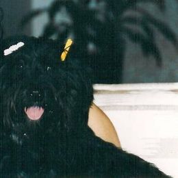 Tibetan Terrier All Grown Up from Kham Ra Tibetans