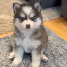 Shady Toy Female Blue Eyes - Black and white female Pomsky puppy in Hurleyville, New York from My Crazy Pomskys