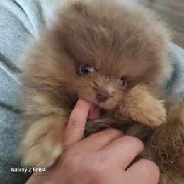 Tatum - Pomeranian