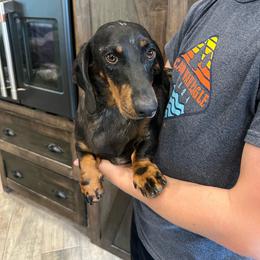 Pup pup - Dapple male Dachshund puppy in Garfiled, Arkansas from Iron Bear Livestock & Dachshunds