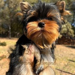 Edmund - Blue and gold male Yorkshire Terrier puppy in Placerville, California from Diamond Springs Boutique