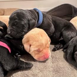 Onyx - Black male Labrador Retriever puppy in Rock Hill, South Carolina from North Star Retrievers