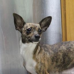 Leopard - Chihuahua
