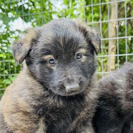 Rachel - Gold brindle female Dutch Shepherd puppy in Hastings, Minnesota from Century Hills Farm