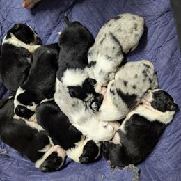 Australian Shepherd and Great Dane Puppies from AEW Farm