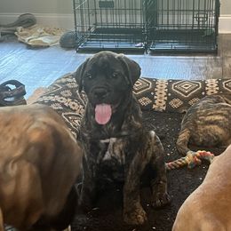 Nutter Butter - Red fawn brindle female Bullmastiff puppy in Athens, Georgia from RCS Kennels