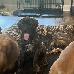 Nutter Butter - Red fawn brindle female Bullmastiff puppy in Athens, Georgia from RCS Kennels