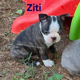 Ziti - Black brindle and white male Boston Terrier puppy in Griffin, Georgia from Celtic Performance Bostons