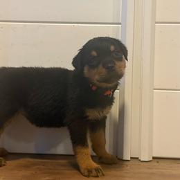 Female1 - Black and mahogany female Rottweiler puppy in Houston, Texas from Vom Haus Fantasy Rottweiler Kennel