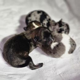 Pomeranian and Yorkshire Terrier Puppies from Pam Ackley