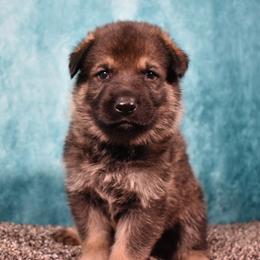 German Shepherd puppies from Paws Of Germany