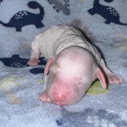 Bashful - White female Poodle puppy in Akeley, Minnesota from Blessed Acres Miniature Poodles