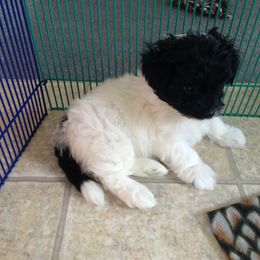 Havanese Puppies from Selah Havanese