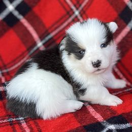 Andy - Black and tan male American Corgi puppy in Washington, Arkansas from Foxy Knoll Farm