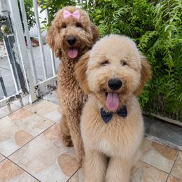 Goldendoodles from Sunshine Doodles