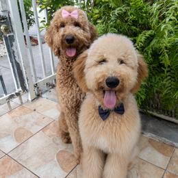 Goldendoodles from Sunshine Doodles