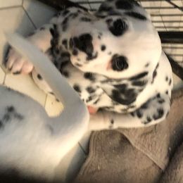 Dalmatian Puppies from Revere Dalmatians