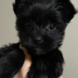 Yorkshire Terriers from Peony Garden Yorkshire Terriers