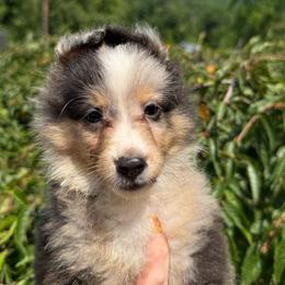 Nora - Blue merle white and tan female Shetland Sheepdog puppy in Middleburgh, New York from StoneyAcre