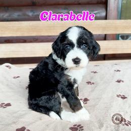 Clarabelle - female Golden Mountain Doodle puppy in Banner Elk, North Carolina from Walnut Tree Bernedoodles
